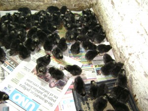 Cooperacion del INTA