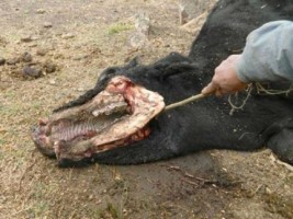mutilacion