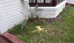 Un huevo de ñandú contra la casa de Rossi.