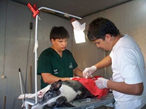 Castraciones de mascotas en Seguí
