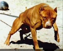 Cena de Proteccionistas de Animales