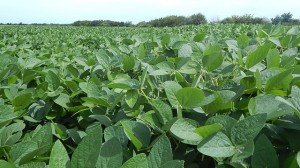 La soja no detiene su expansión en Entre Ríos.