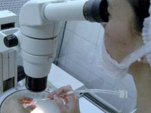 fertilizacion asistida