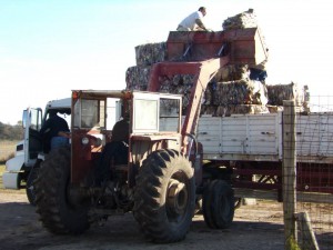 Se han vendido 52 tn.