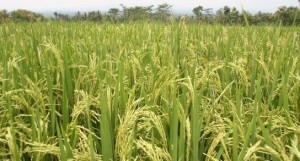 Dos acueductos para el norte entrerriano 