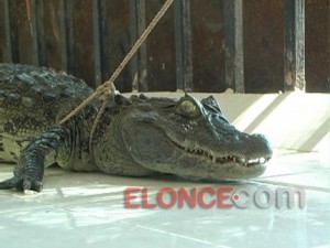 Entre Villa Urquiza y Villa Celina. 