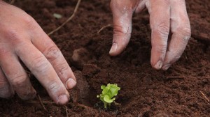 Los agricultores familiares, beneficiados por la ley.