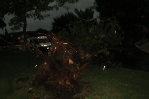 Árboles caídos fue el saldo de la tormenta en Hasenkamp