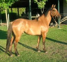 Registro de caballos en María Grande