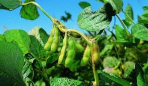 Los Pliegos se encuentran a la venta