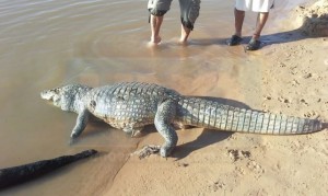 El animal apareció muerto.