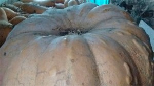 Zapallo de 21,5 kilos. 