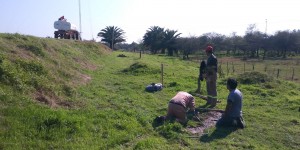 Se realizó la plantación de “Casualinas”.