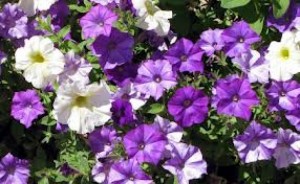 Comenzará el 31 de octubre a las 13.30hs en el Salón Superior de la Municipalidad.