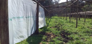 Construcción del Invernáculo.