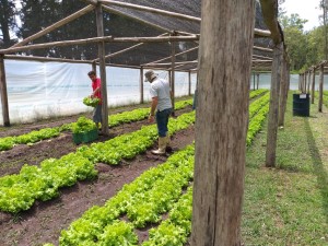 Comercialización de la producción hortícola.