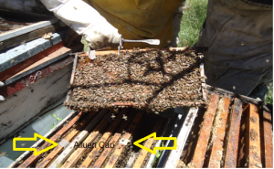 Gestiones asociativas generan beneficios a productores apícolas.