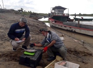 Reducen un 50% el cupo de extracción y acopio de peces.