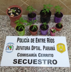 Secuestraron plantas de marihuana en General Paz