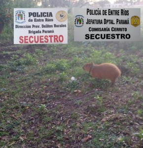 También secuestraron un carpincho