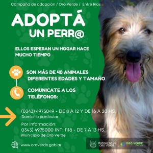 Campaña para adpotar un perro