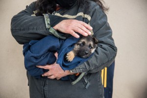 perrito