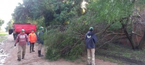 Levantaron ramas tras el temporal en Sauce Montrull
