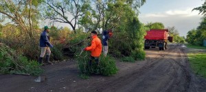 La tormenta derribó árboles 