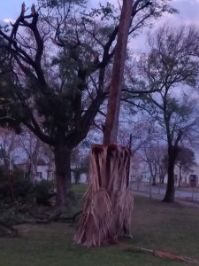 Árboles caídos fue el saldo de la tormenta