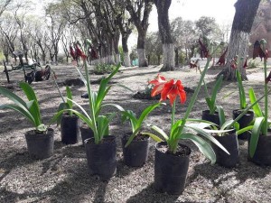 Plantas de temporada primavera - verano