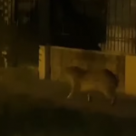 Captura de pantalla (2905)