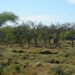 bosque nativo