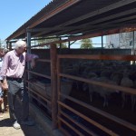 Foto I Ovinos Gualeguay(1)