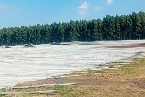 ARANDANOS