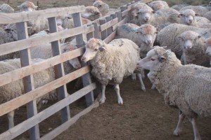 images (15)